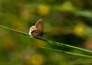 Gm Lekeli Esmergz (Plebejus argus)