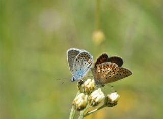 Gm Lekeli Esmergz (Plebejus argus)