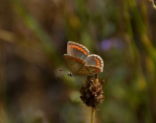 okgzl Esmer (Aricia agestis)