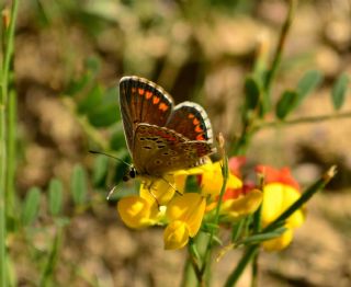 okgzl Esmer (Aricia agestis)