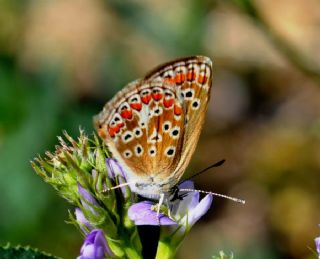 okgzl Esmer (Aricia agestis)