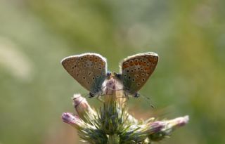 okgzl Mavi (Polyommatus icarus)