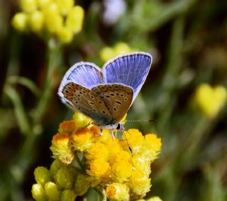 okgzl Mavi (Polyommatus icarus)