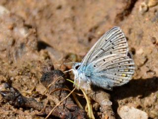 okgzl Mavi (Polyommatus icarus)