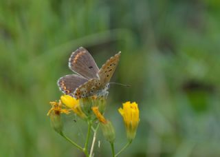 okgzl Balkan Mavisi (Aricia anteros )