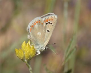 okgzl Turkuvaz Mavisi (Polyommatus dorylas)