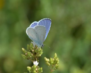 Kutsal Mavi (Celastrina argiolus)