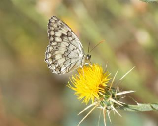 Anadolu Melikesi (Melanargia larissa)