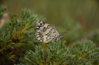 Anadolu Melikesi (Melanargia larissa)