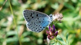 Byk Korubeni (Phengaris arion)