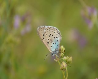 Byk Korubeni (Phengaris arion)