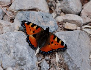 Aglais (Aglais urticae)