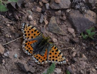 spanyol Kraliesi (Issoria lathonia)