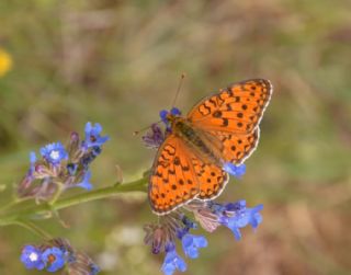 Niyobe (Fabriciana niobe)