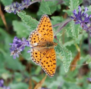 Niyobe (Fabriciana niobe)