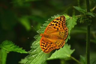 Bahadr (Argynnis pandora)