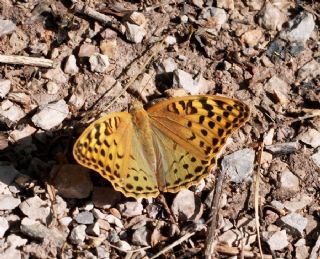 Bahadr (Argynnis pandora)