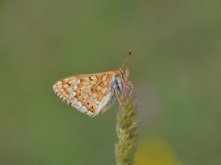 Nazuum (Euphydryas aurinia)