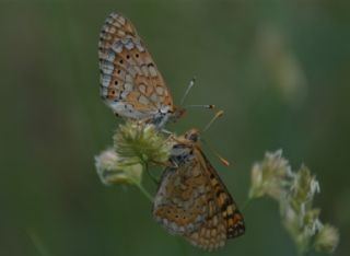 Nazuum (Euphydryas aurinia)