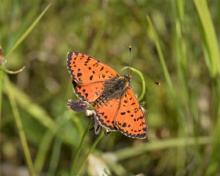 Benekli parhan (Melitaea didyma)