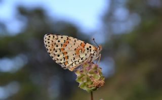 Benekli parhan (Melitaea didyma)