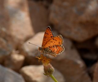 Benekli parhan (Melitaea didyma)