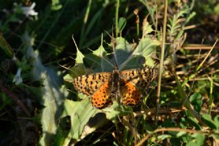 Kafkasyal parhan (Melitaea interrupta)