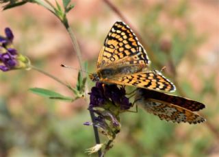 parhan (Melitaea cinxia)