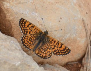 parhan (Melitaea cinxia)