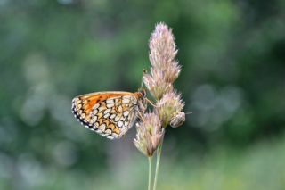 Amannisa (Melitaea athalia)