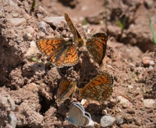 Amannisa (Melitaea athalia)