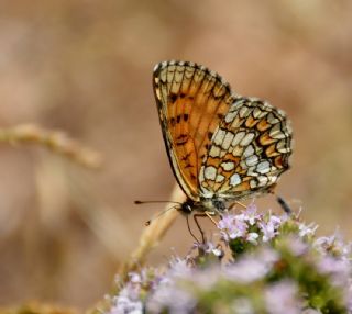 Amannisa (Melitaea athalia)