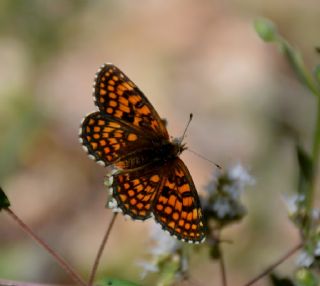Amannisa (Melitaea athalia)