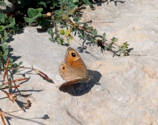 Esmerboncuk (Lasiommata maera)