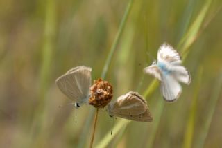 okgzl Anadolu Beyaz (Polyommatus menalcas)