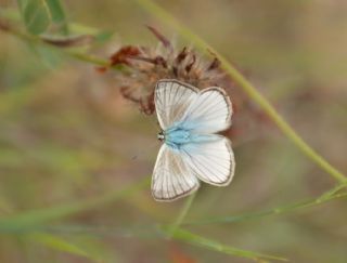 okgzl Anadolu Beyaz (Polyommatus menalcas)