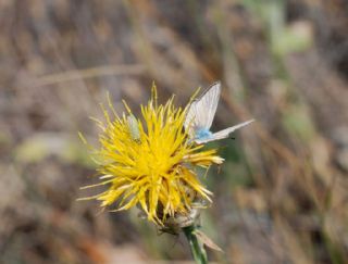 okgzl Anadolu Beyaz (Polyommatus menalcas)