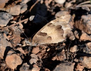 Cad (Chazara briseis)