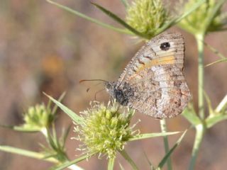 Seyit (Arethusana arethusa)