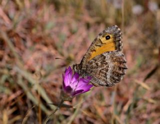 Seyit (Arethusana arethusa)