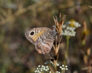 Seyit (Arethusana arethusa)