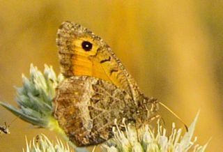 Seyit&nbsp;(Arethusana&nbsp;arethusa)