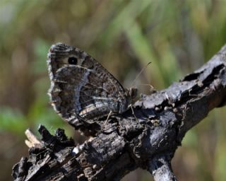 Seyit (Arethusana arethusa)