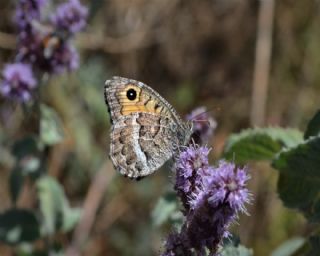 Seyit (Arethusana arethusa)