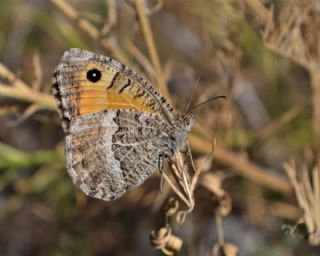 Seyit (Arethusana arethusa)