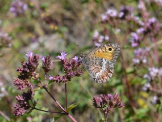 Seyit (Arethusana arethusa)