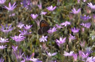 Seyit (Arethusana arethusa)