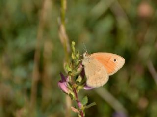 Kk Zpzp Perisi (Coenonympha pamphilus)