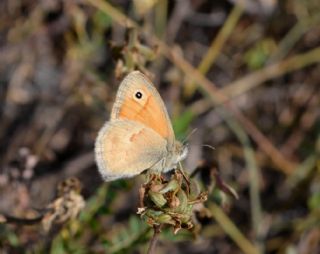 Kk Zpzp Perisi (Coenonympha pamphilus)