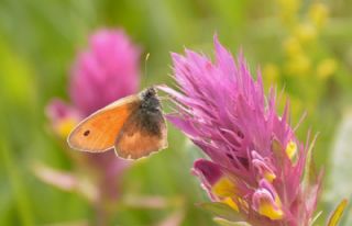 Kk Zpzp Perisi (Coenonympha pamphilus)